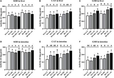 Effects of long-term ammonia and heat stress on growth performance, antioxidant and immunity of wild and breeding juvenile rice field eel (Monopterus albus)